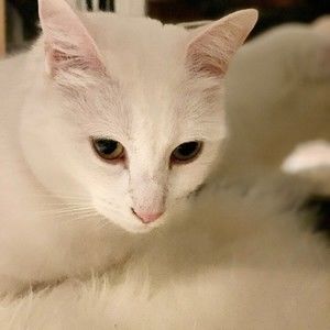 Meet your Posher, Jing